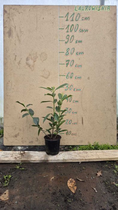 JESIENNA PROMOCJA Laurowiśnia Caucasica 50-70 CM w donicy 1 litrowej