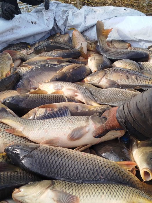 Продам товарну рибу короп, товстолоб