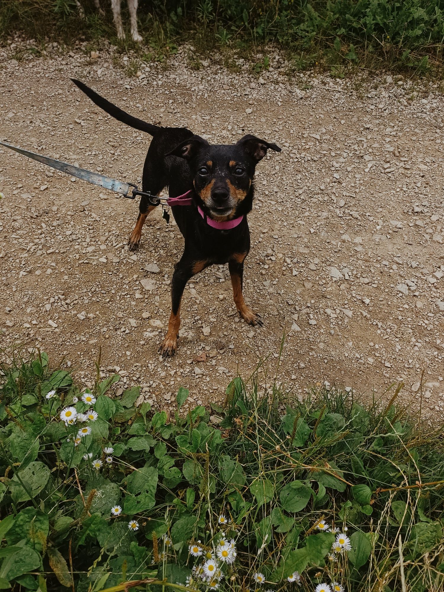 Suczka do adopcji