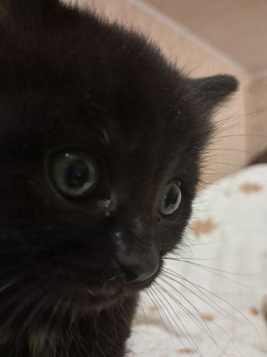 Віддам кошенят в добрі руки