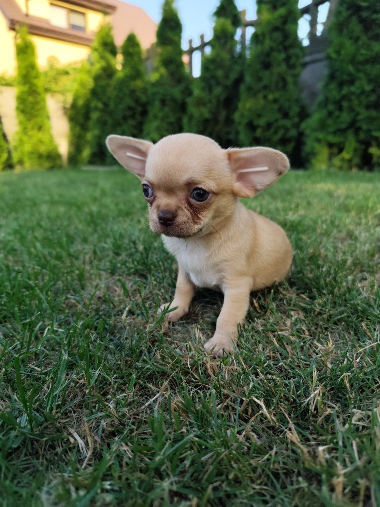Dziewczynka chihuahua