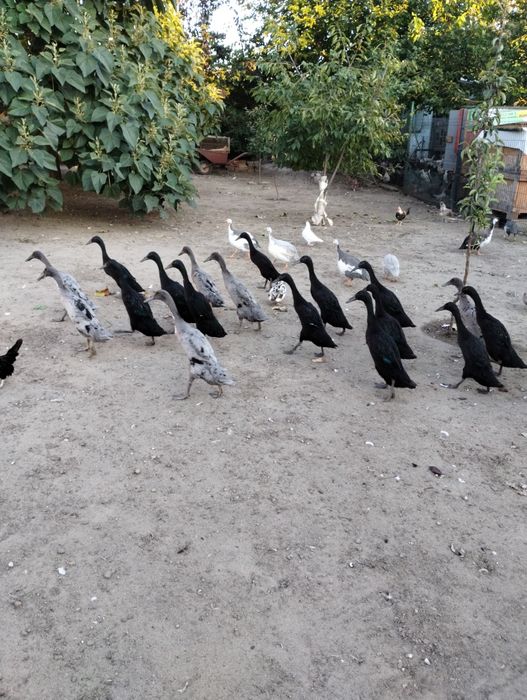 Biegusy indyjskie szmaragdowe