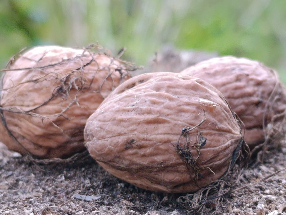 Orzechy włoskie 2 kg