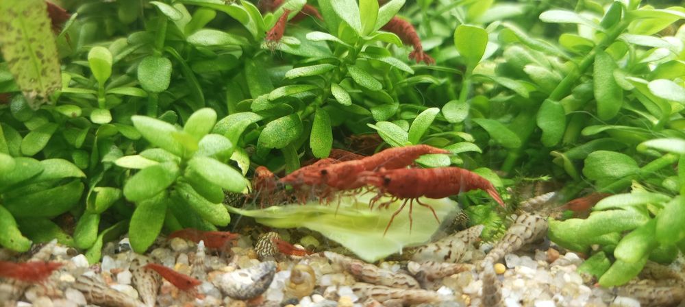 Креветка Сакура (Neocaridina heteropoda var. Sakura)