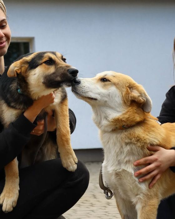 Собака в добрі руки