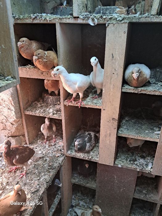 Sprzedam gołębie, likwidacja hodowli