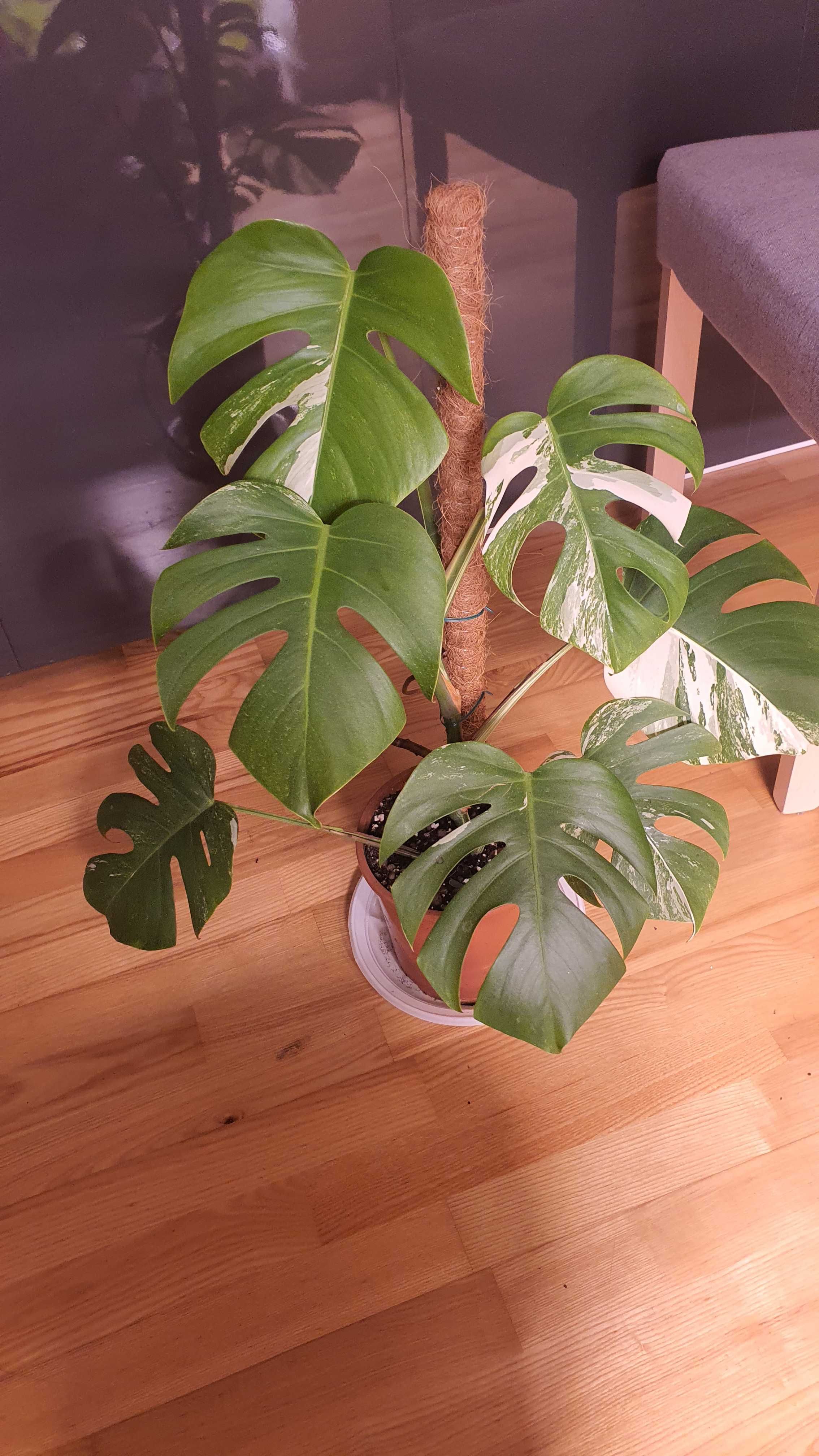 Monstera variegata cala roślina