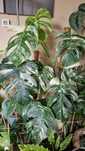 Monstera variegata