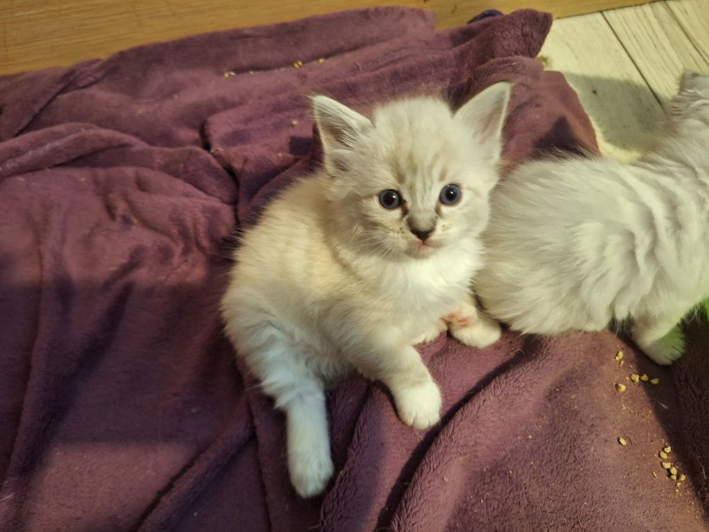 Ragdoll- kocurek seal point mitted lynx