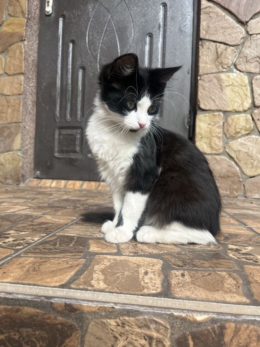 Віддамо котиків в добрі руки