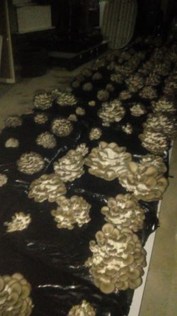 Produzo e vendo excelentes cogumelos pleurótus de produção orgânica