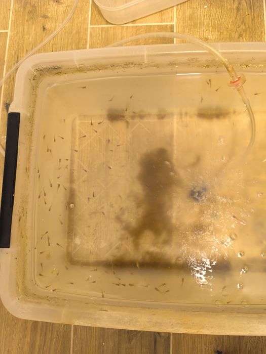 Sprzedam Narybek  Gupika