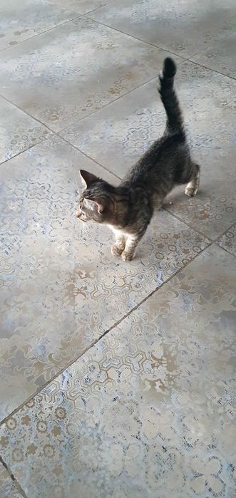 Piękne kotki łagodne panterka i czarna