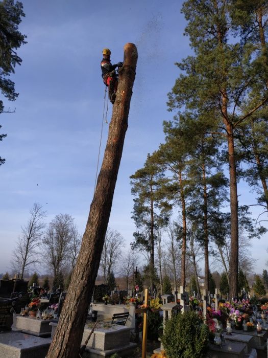 WYCINKA/Pielęgnacja Drzew TRUDNYCH metodą Alpinistyczną ( zwyżka )