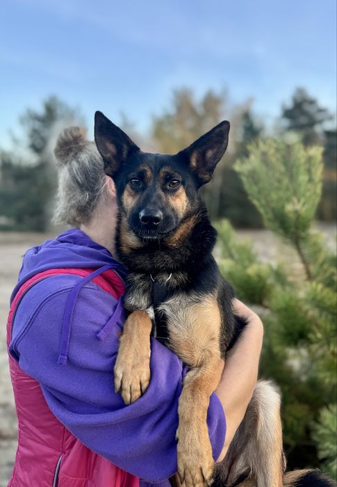 8 kg Gacuś do adopcji! Mikro owczarek, super pies!