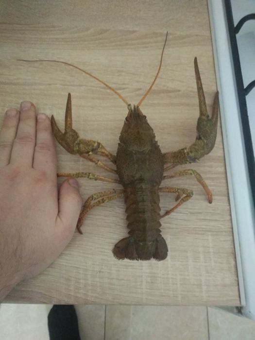 Живі річкові раки