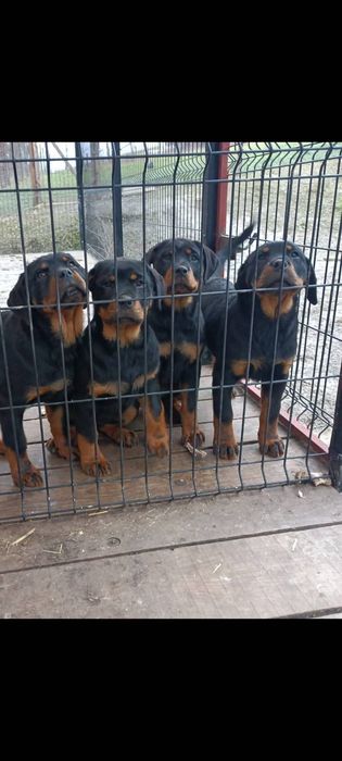 Suczka Rottweiler OSTATNIE