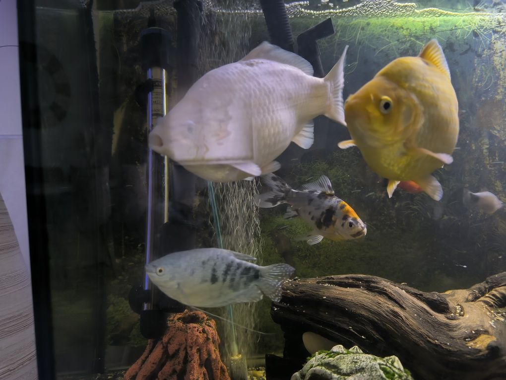 Vendo vários peixes