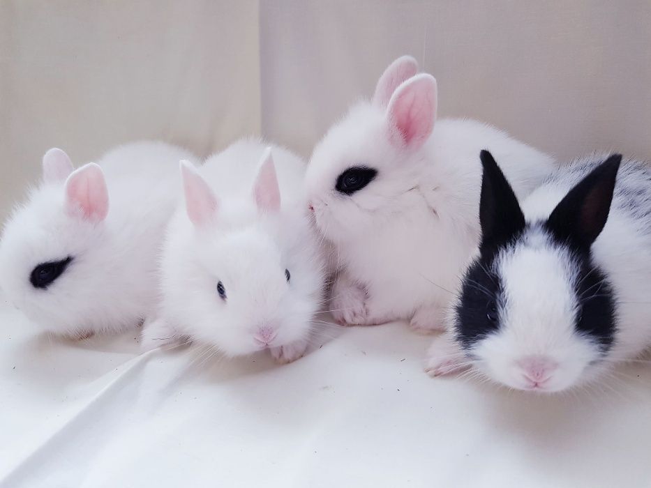 Malutkie Królik króliki miniaturka miniaturki karzełek karzełki