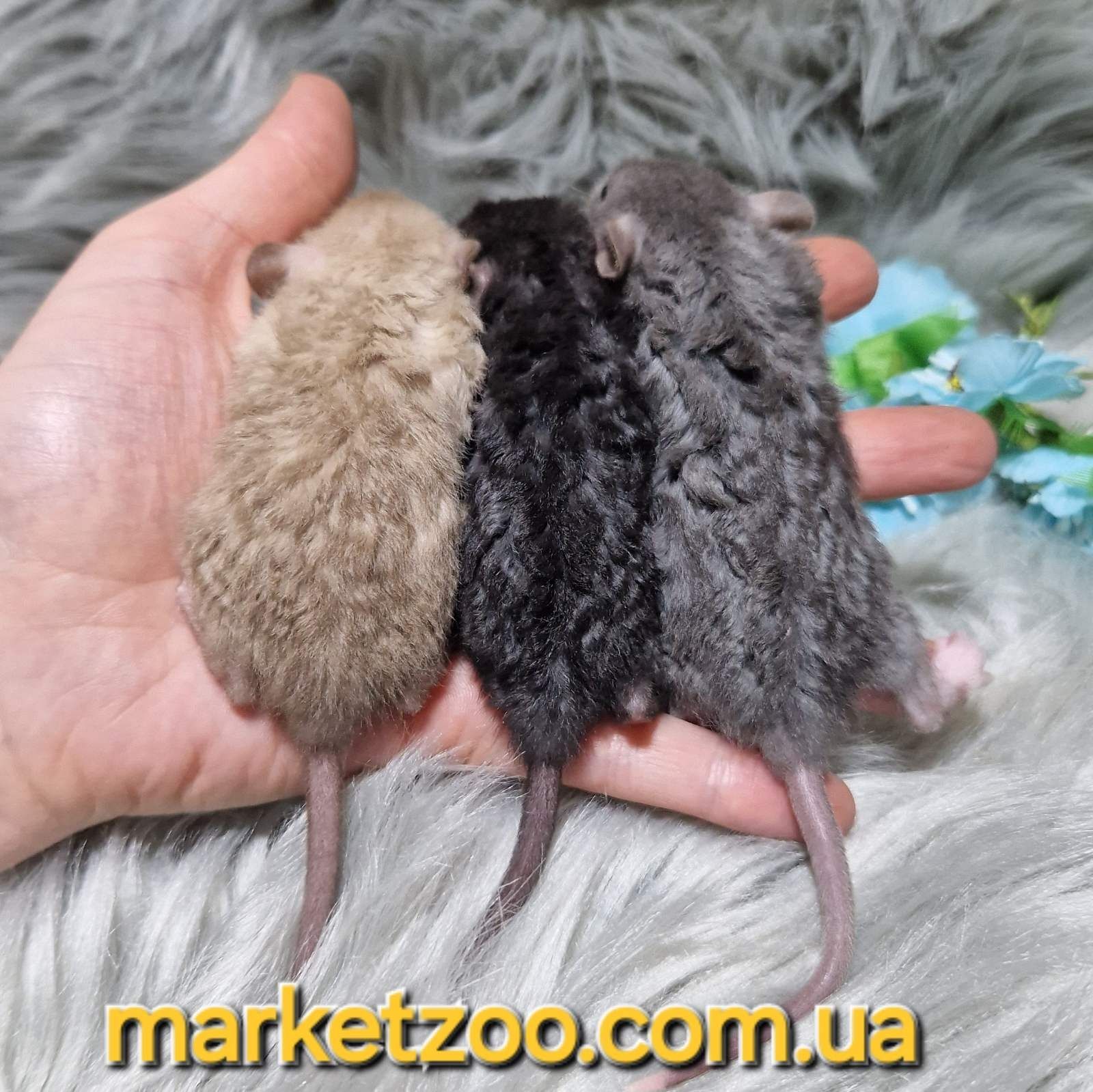 Щурики Дамбо рекс, шоколадная крыса,крысята