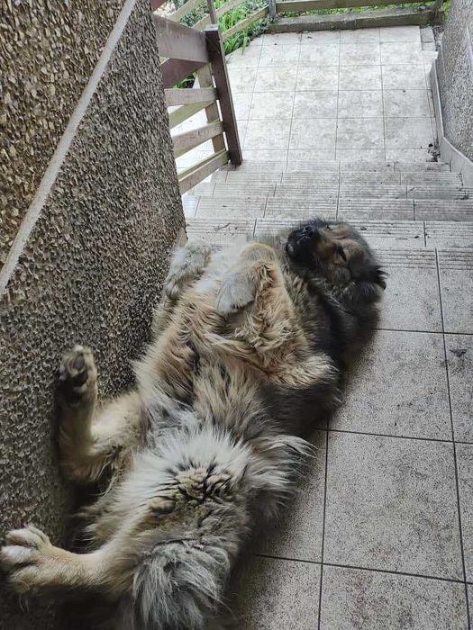 Ogłoszenie adopcyjne przepiękna suczka owczarka kaukaskiego szuka domu