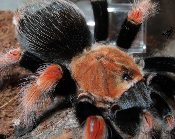 Brachypelma boehmei самка паука птицееда для новичков