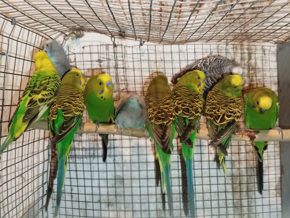 Piriquitos australianos