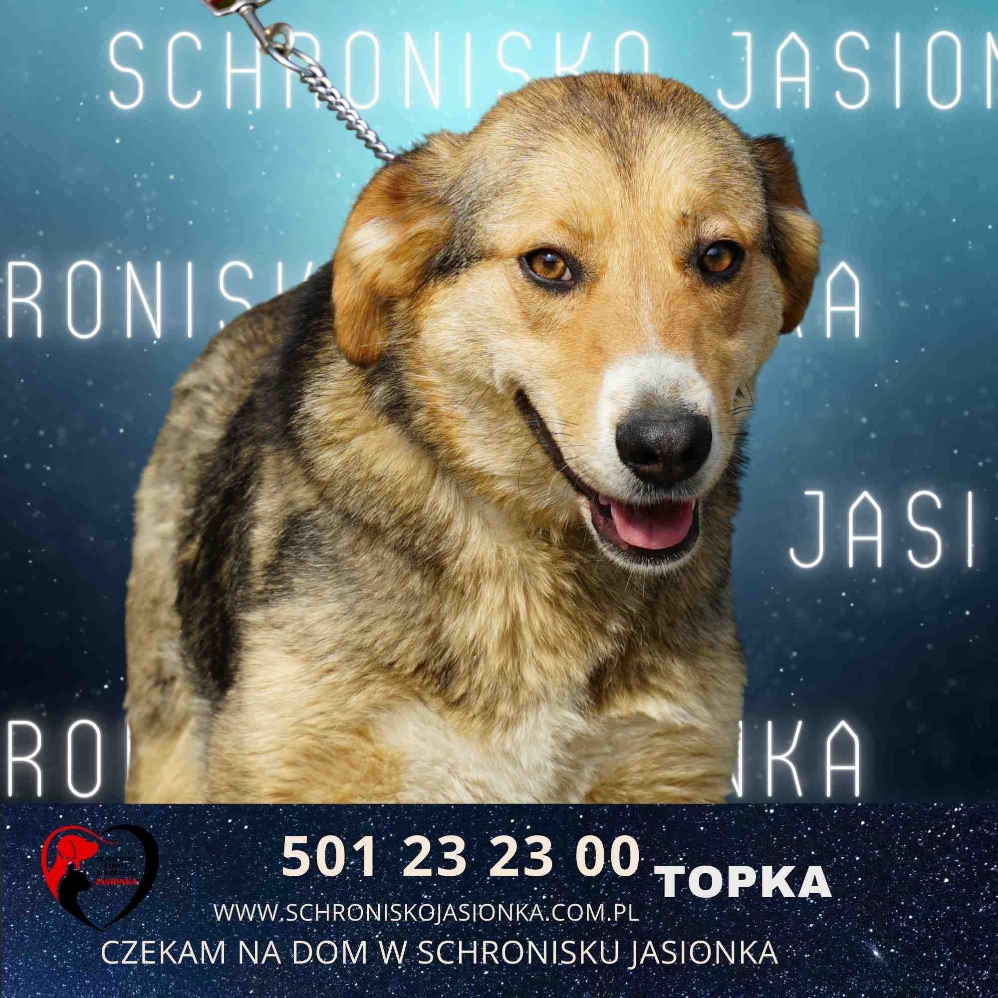 Topka-do adopcji