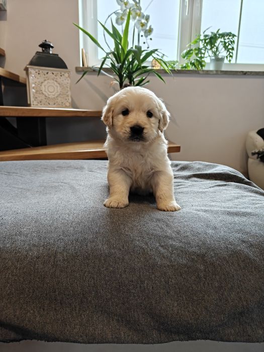 Sprzedam śliczną sunie Golden Retriever