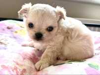 Sunia chihuahua dlugowłosy FCI