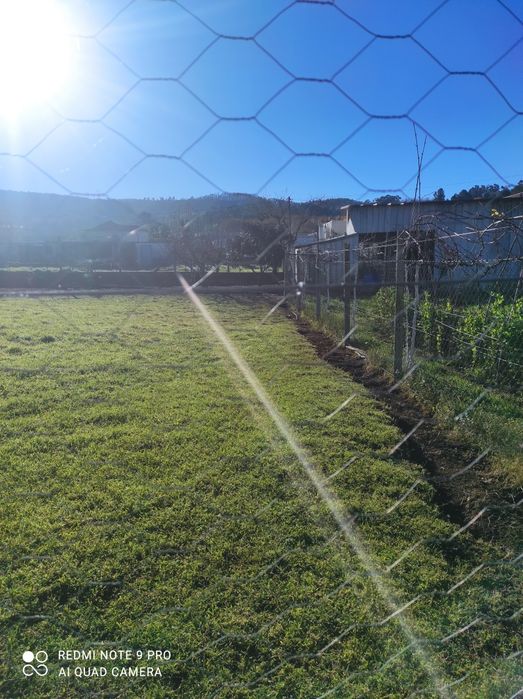 Ovos frescos galinhas criadas no campo
