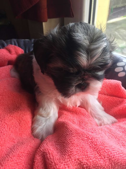 Piesek shih tzu suczka tricolor z rodowodem