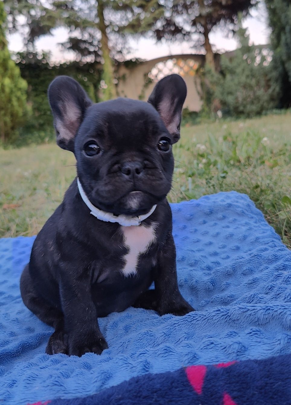 Buldog francuski czarna suczka ZkwP/FCI
