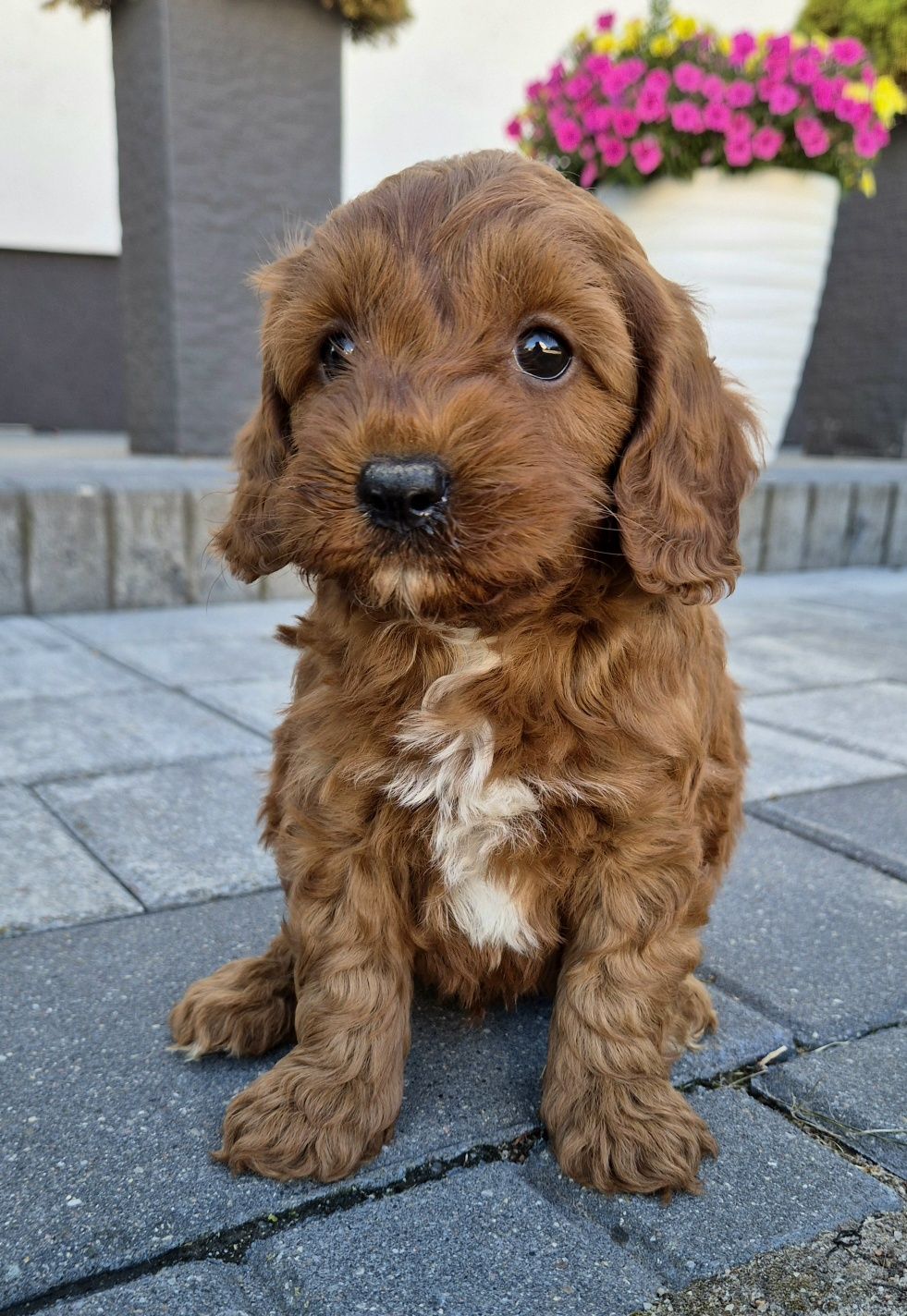 Cavapoo Samczyk F1B