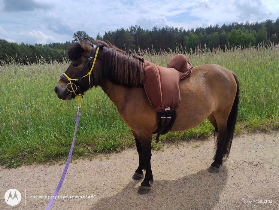 Klacz 4 lata - 120 cm/przyjęła jeźdźca