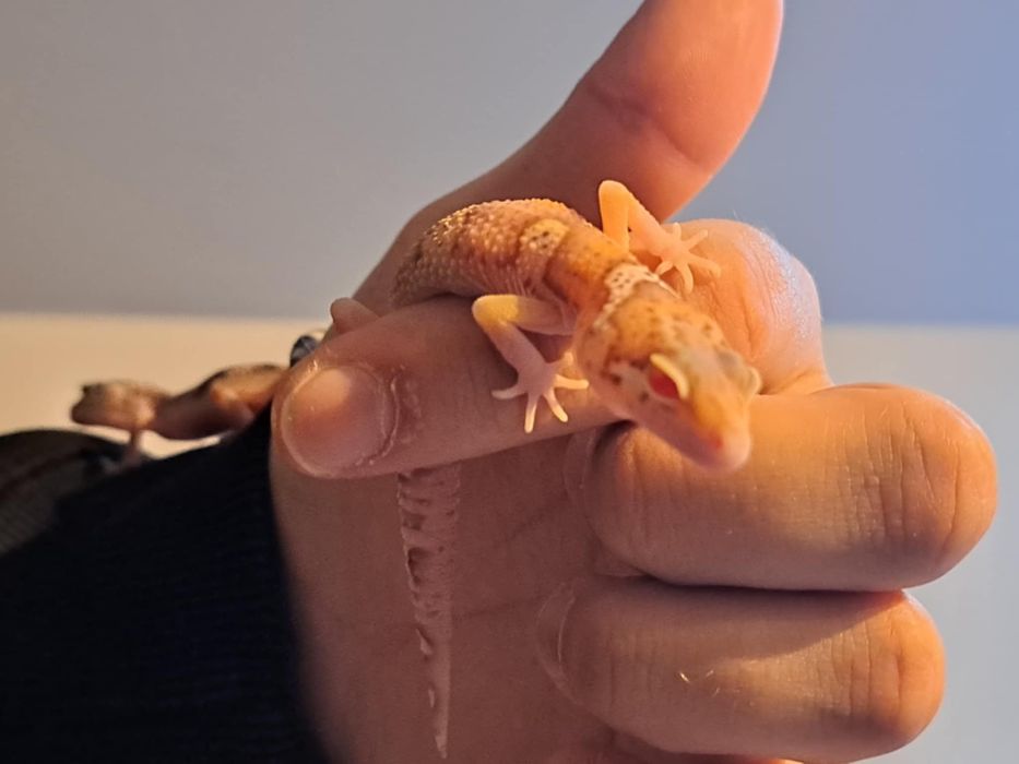 Gekony lamparcie