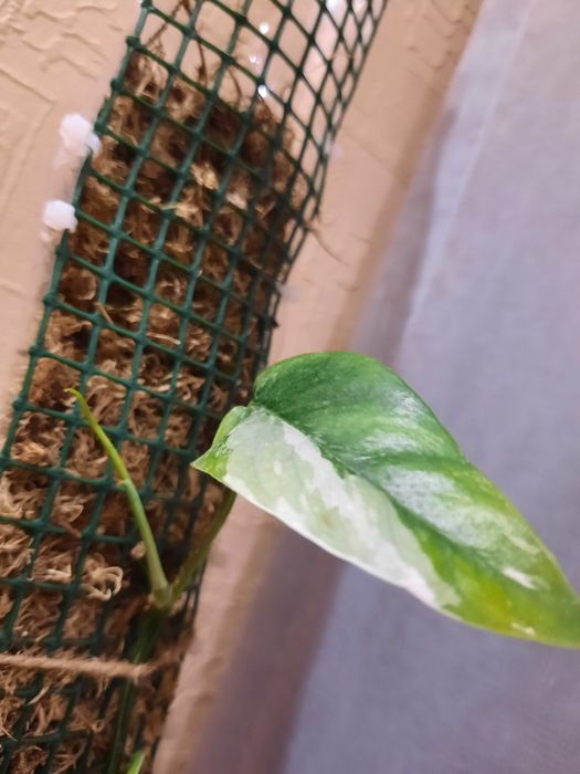 Епіпремнум  Марбл Квін , Pinatum var