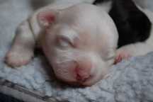 Coton de Tulear ZKwP/ FCI