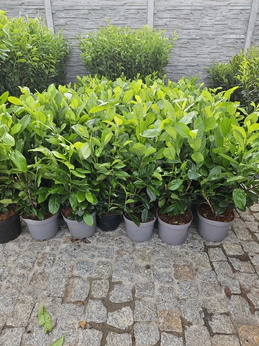 Laurowisnia Novita 80cm Genolia,Etna,Elly,Rotundifolia,Caucasica 100-