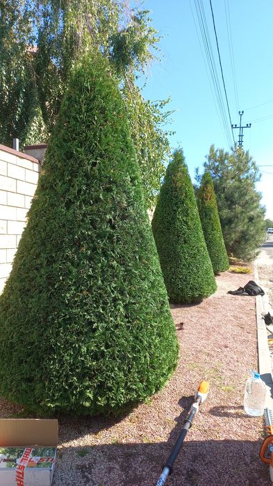 Топиарная стрижка растений!стрижка рослин!