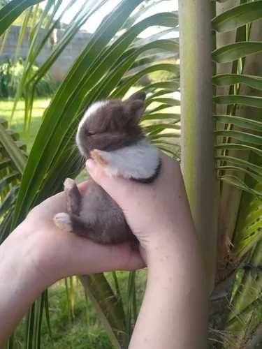 Coelhos anões Bebés +Gaiola Nova +alimentação adequada