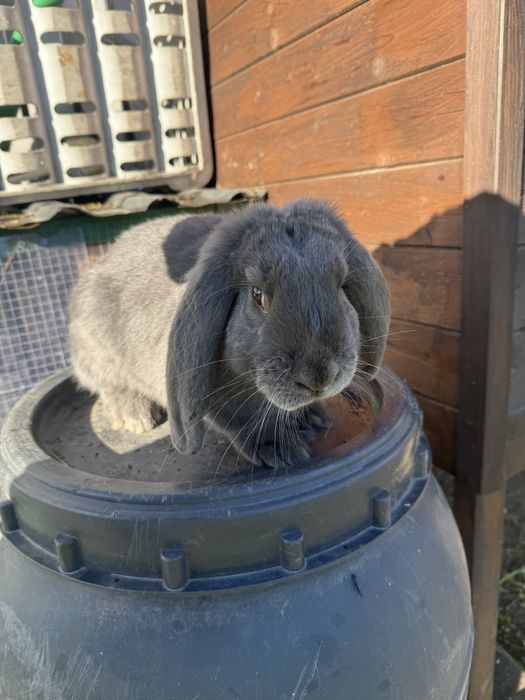 Królik Baran francuski FBN niebieski