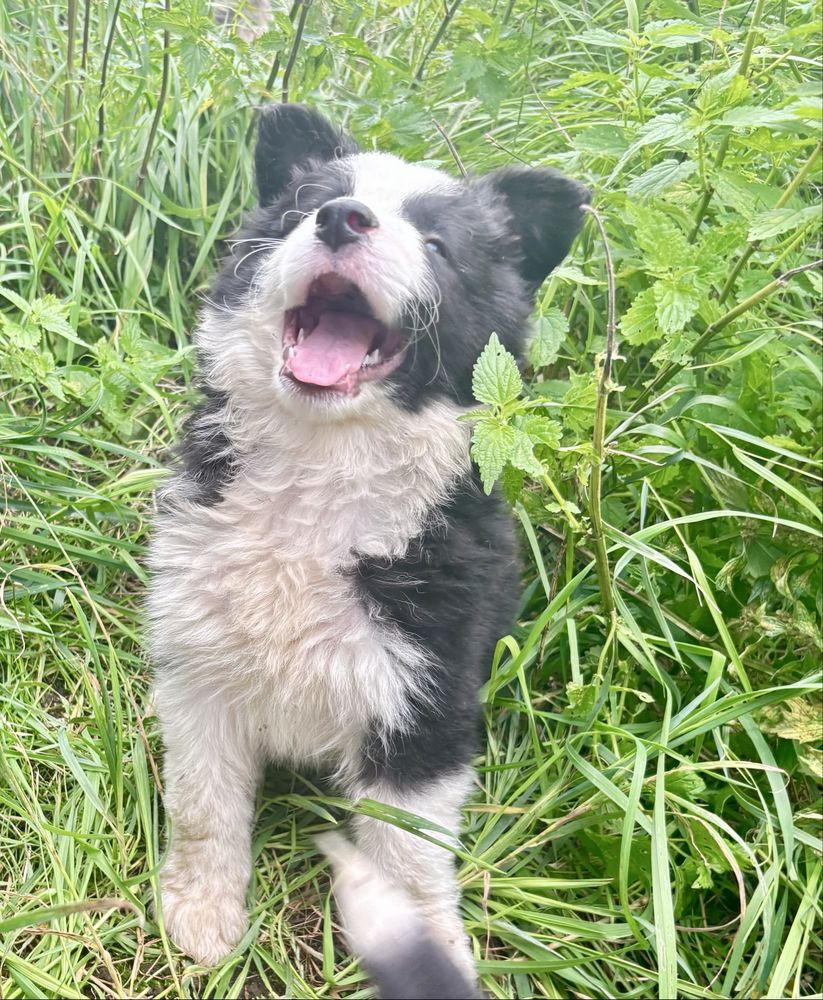 Border collie - szczenię z rodowodem