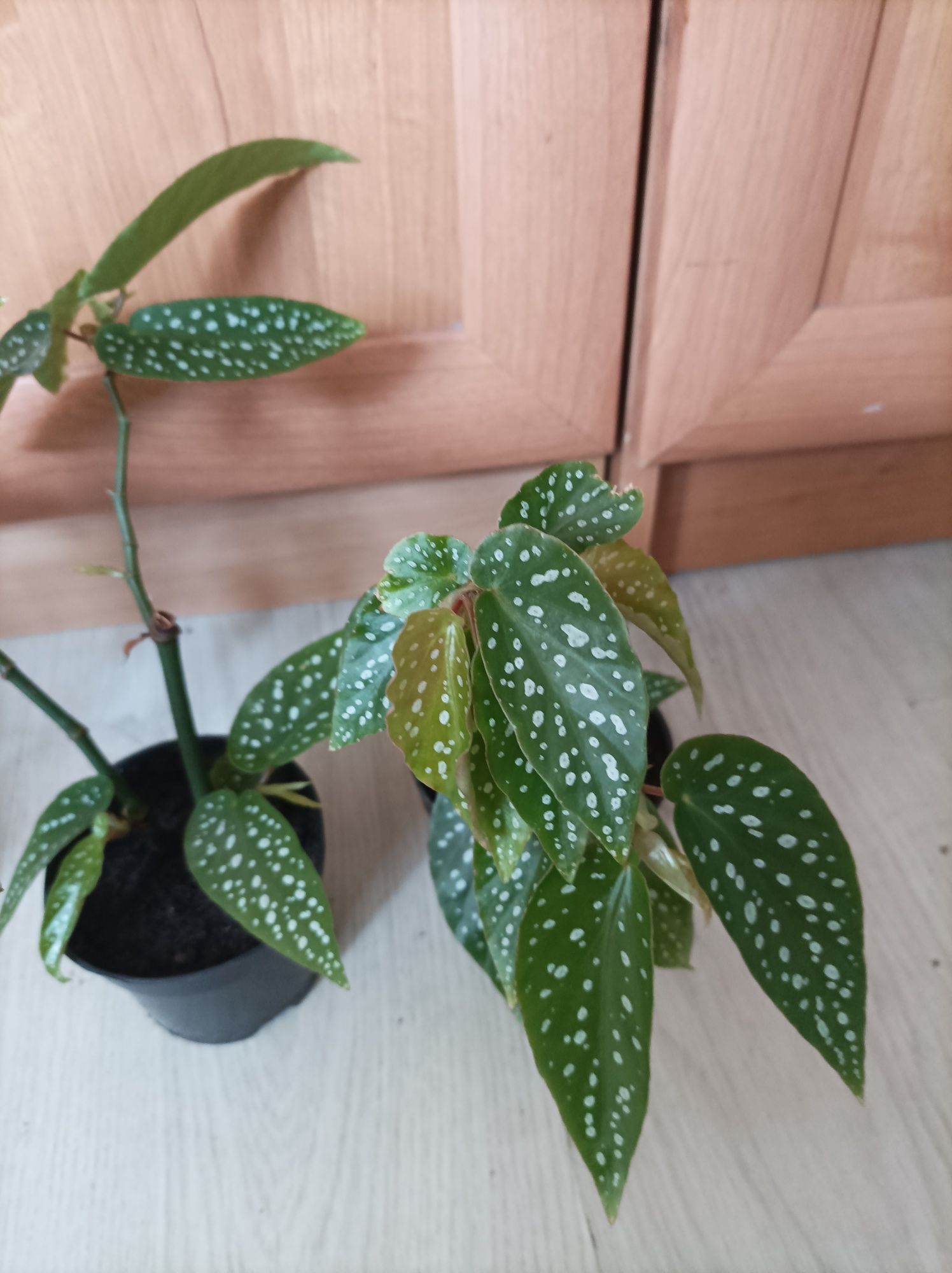 Begonia maculata Tamaya. Sadzonka