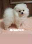 Розкішна дівчина