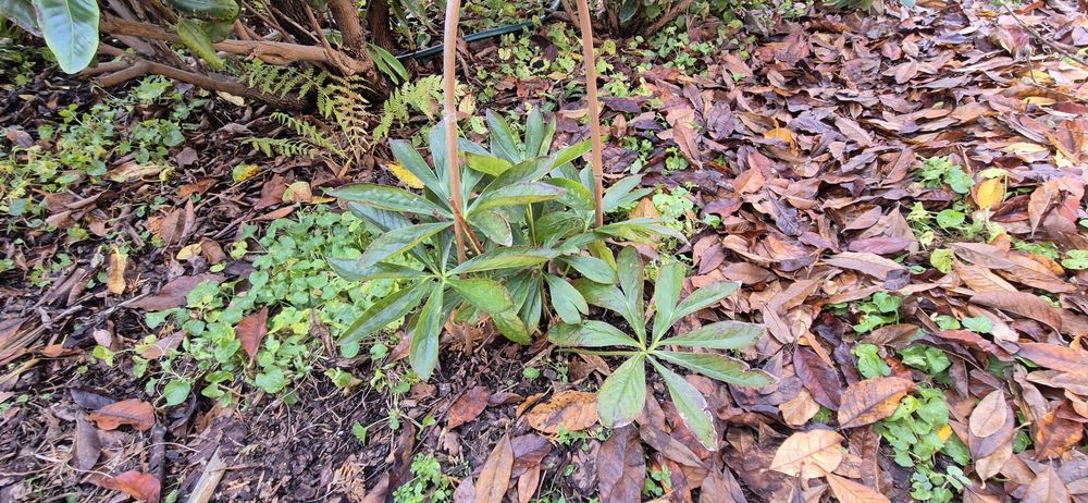 Ciemiernik biały zimowa róża