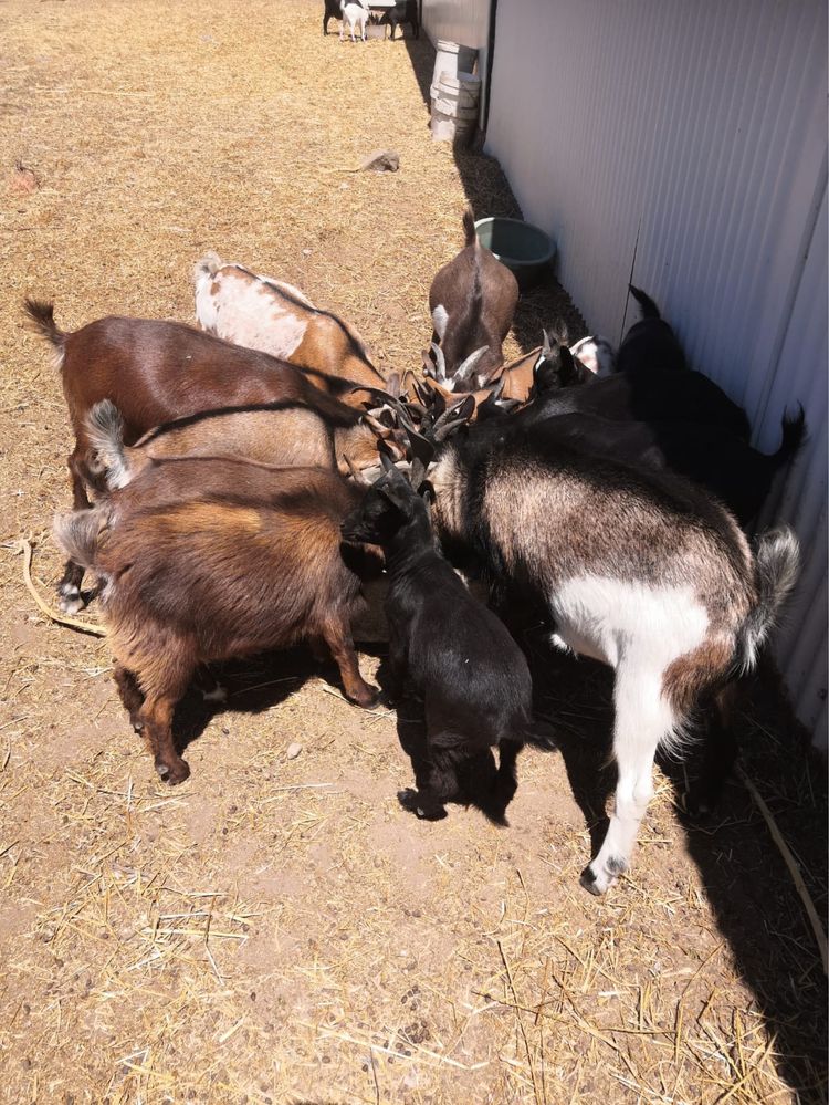 Vendo Cabras Anas