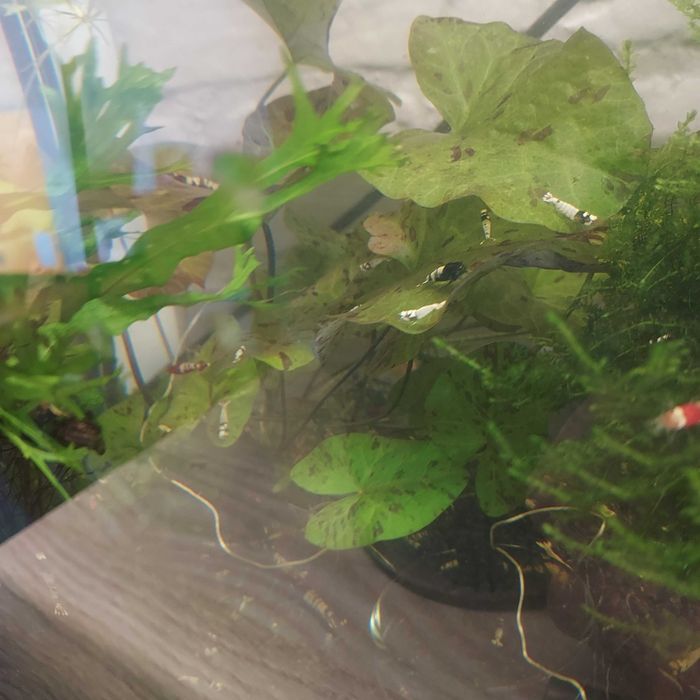 Lotos tygrysi sadzonka