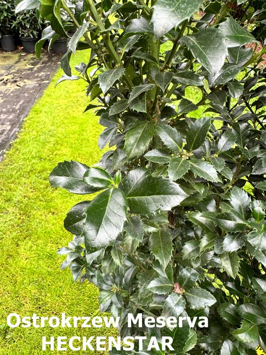 Ostrokrzew Meserva - WIELE ODMIAN i rozmiarów