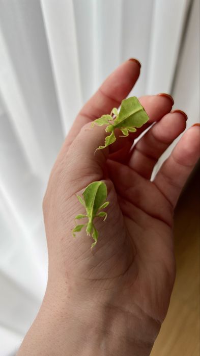 Liśćce cryptophyllium limogesi L3-L5